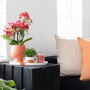 Oranje orchidee en succulenten op rieten schaal